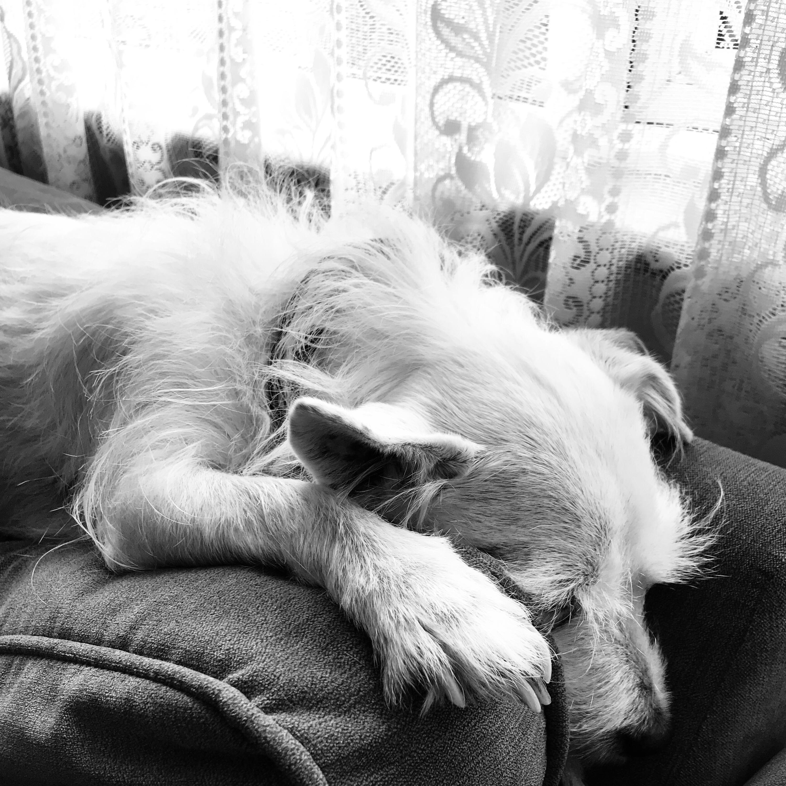 It’s ok to show emotions - dogs do!