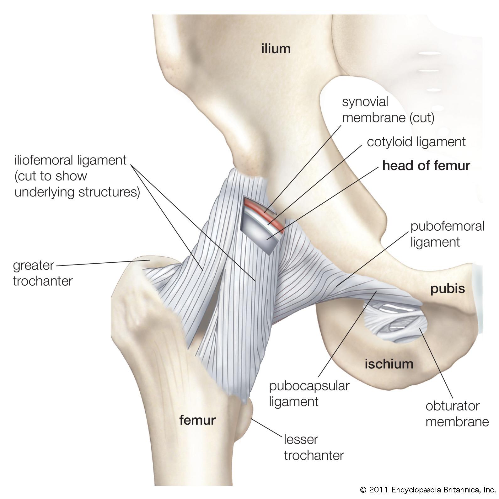 Acl Surgery