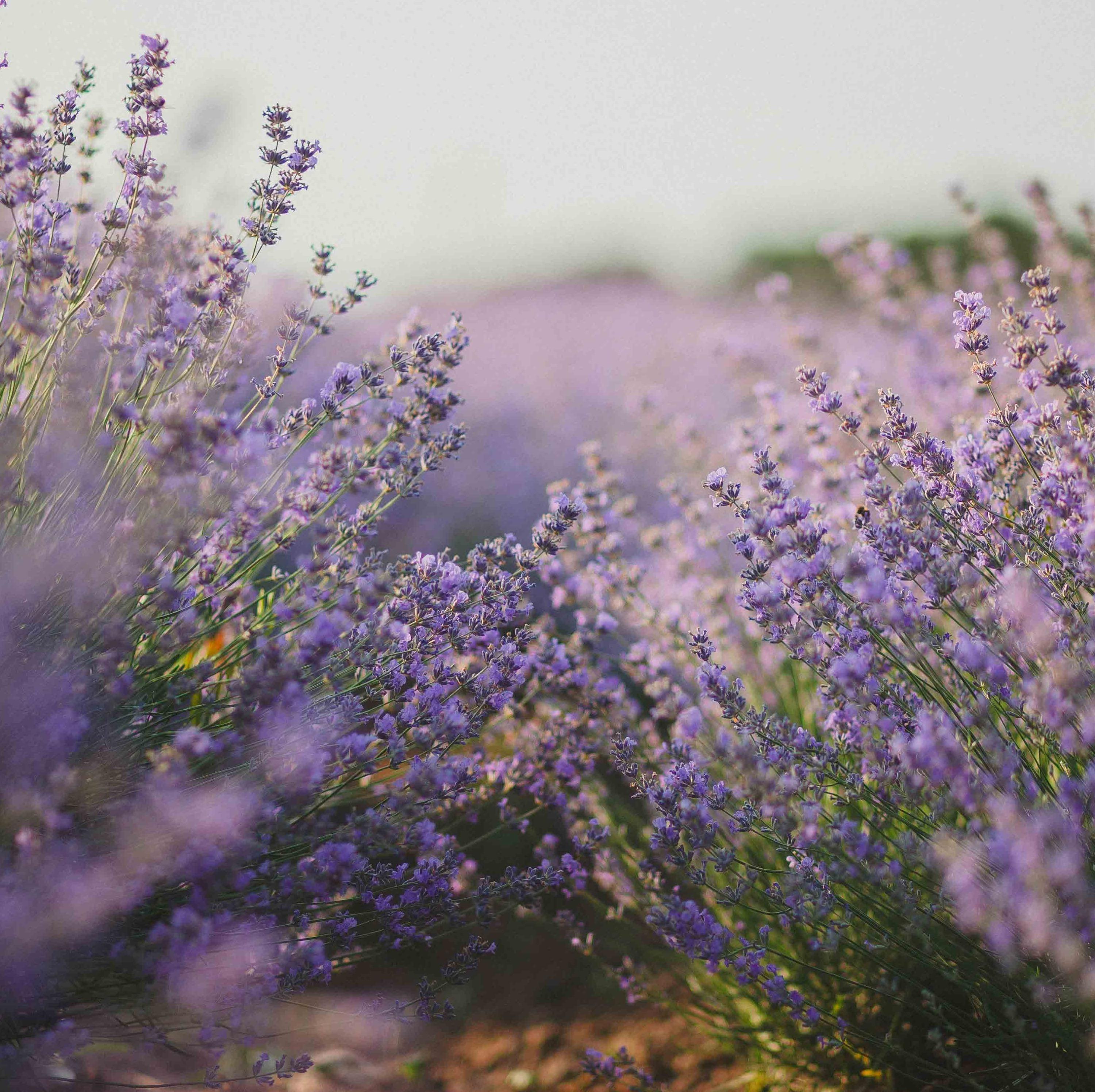 Introduction to Aromatherapy