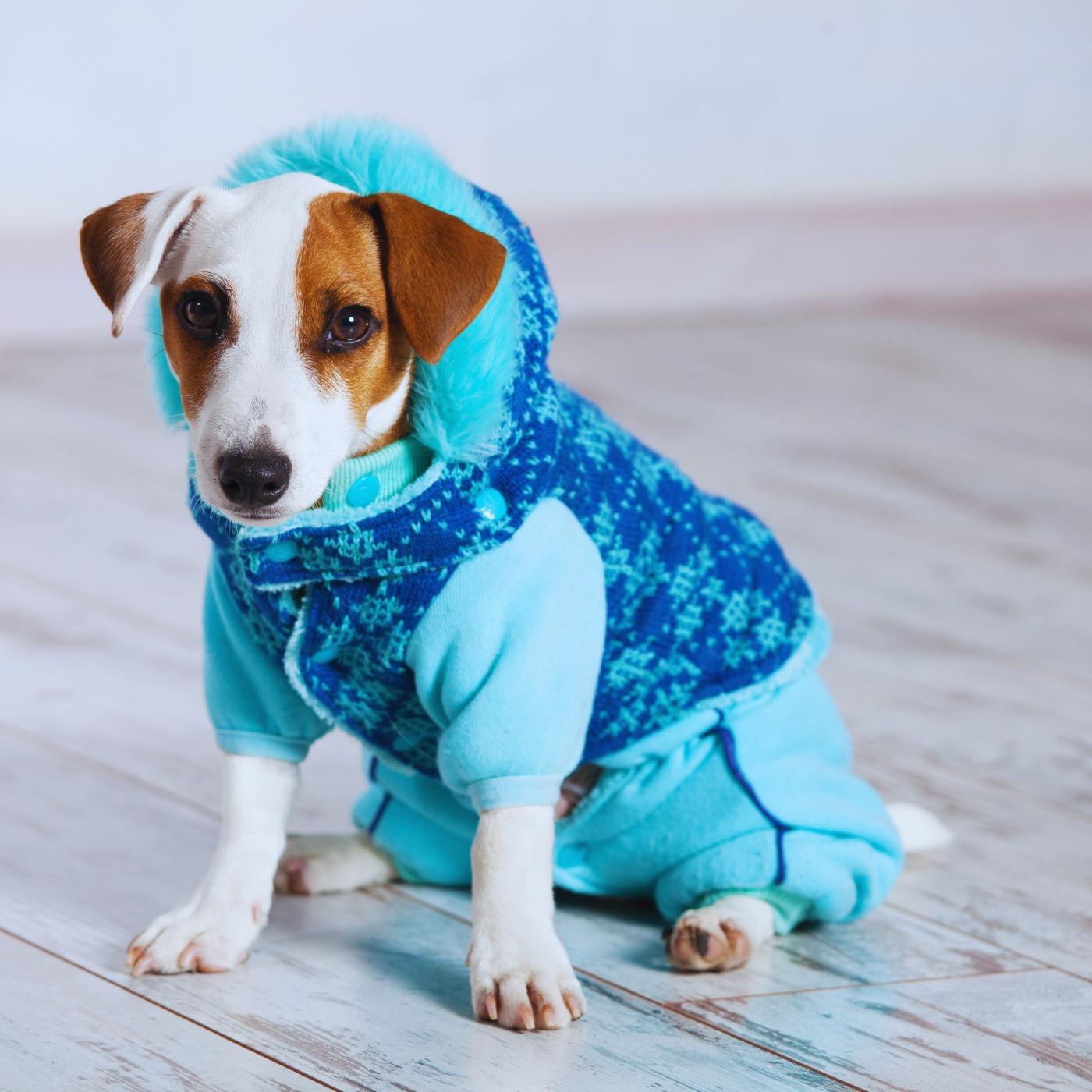 Streetwear for Paws: The Dog Fashion