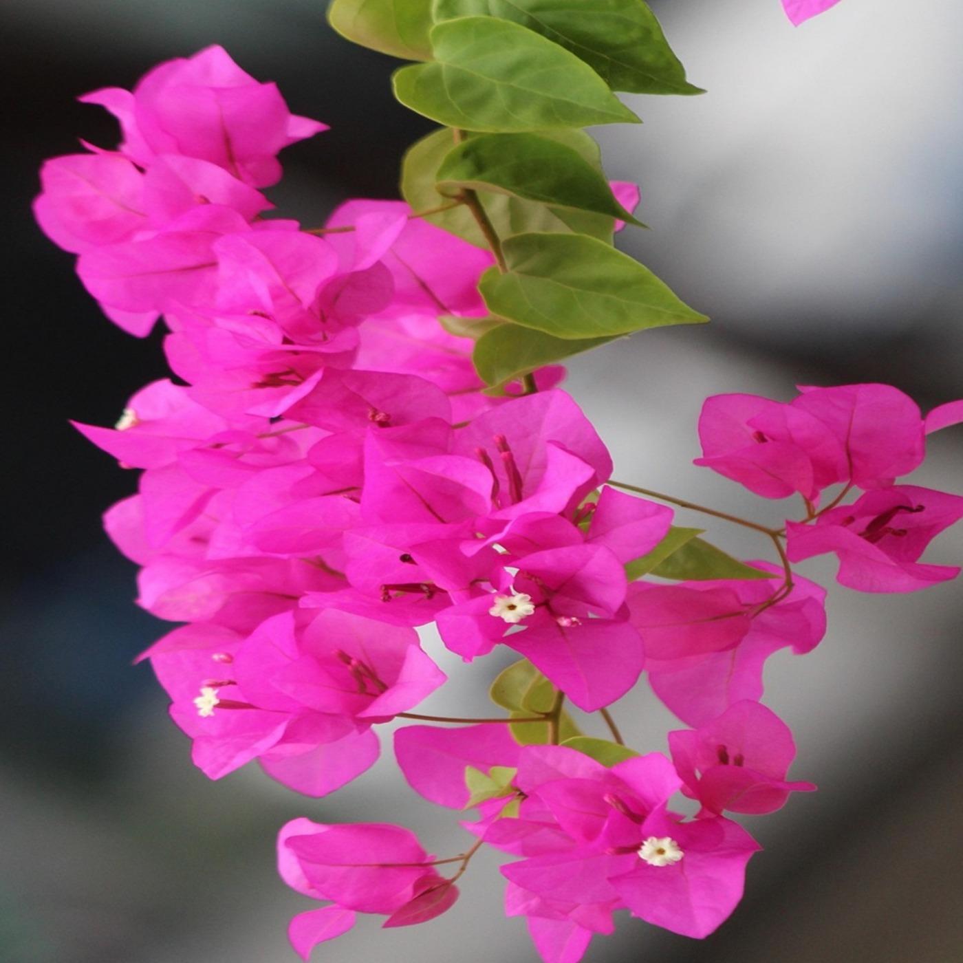 Radio Bougainvillea International