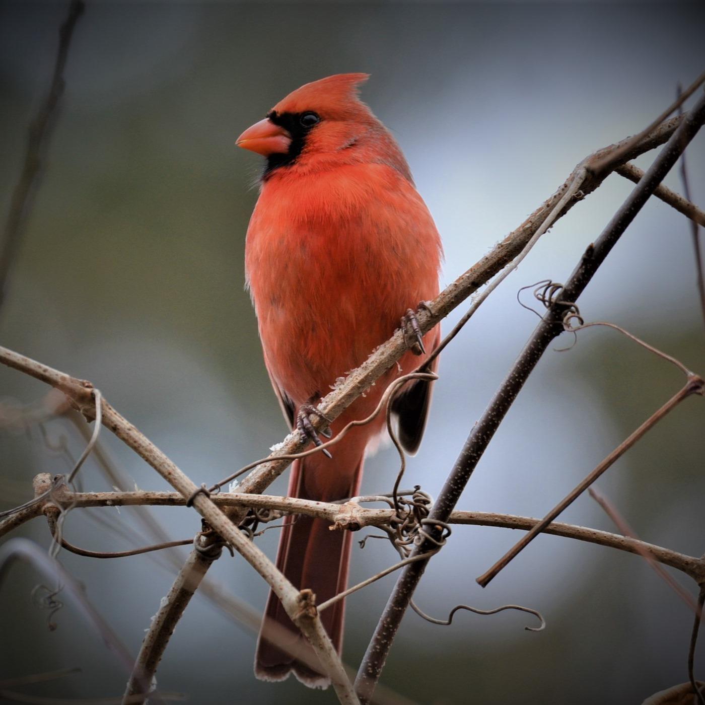The Nature Connection