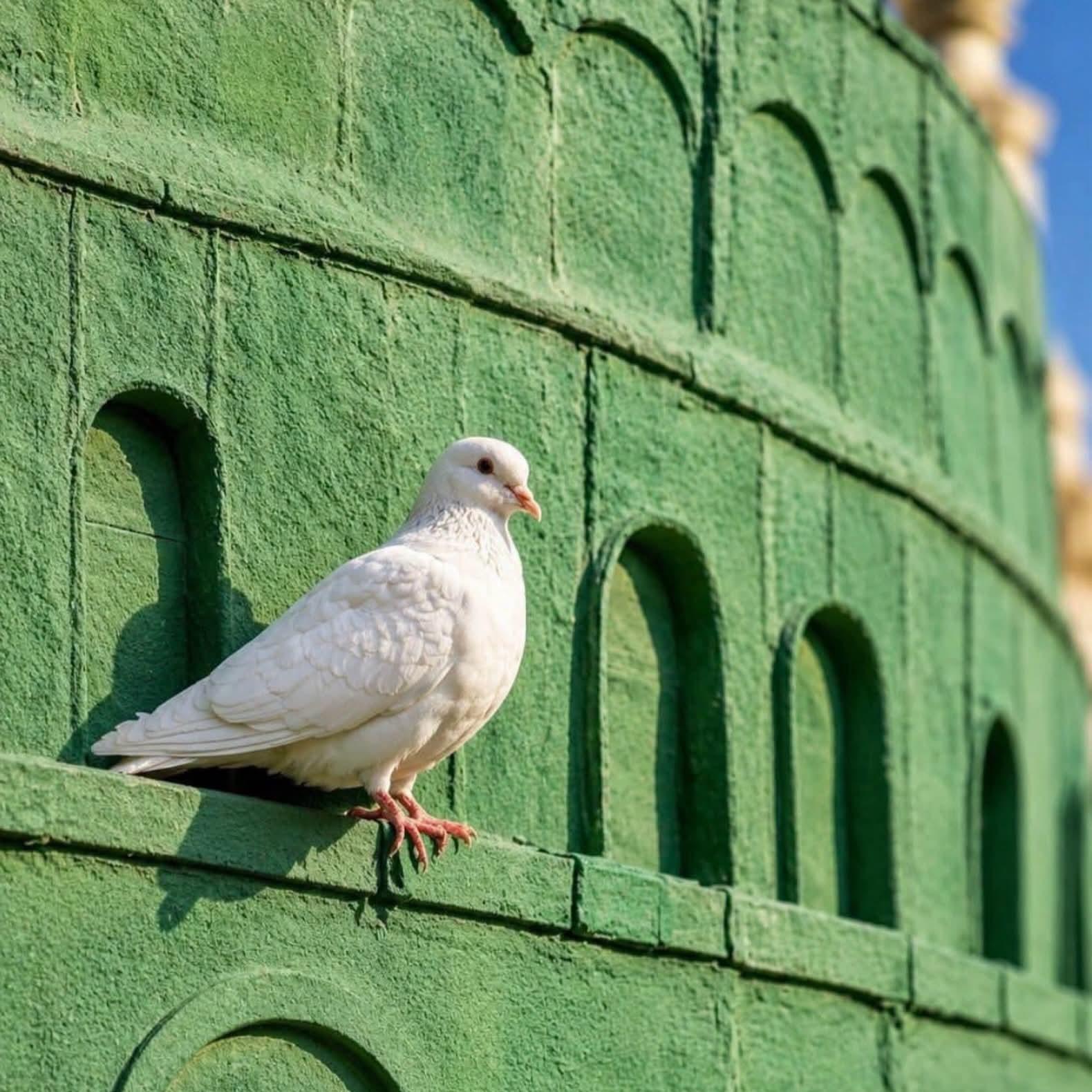 مدائح إسلامي